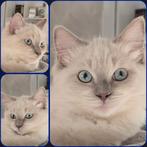 Ragdoll Kittens Zoeken Gouden Krabpaal met Liefdevol Pers, Meerdere dieren, Met stamboom, 0 tot 2 jaar