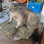 Alpen marmot, opgezet, op steen, Ophalen of Verzenden, Overige soorten