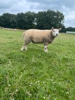 Dekram, Dieren en Toebehoren, Schapen, Geiten en Varkens, Mannelijk, Schaap, 0 tot 2 jaar