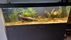 Groot aquarium 720L incl. verlichting, filter en toebehoren, Dieren en Toebehoren, Ophalen, Zo goed als nieuw, Leeg aquarium