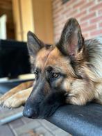 Supermooie pure Langharige Duitse herder zoekt  goede baas, Dieren en Toebehoren, Honden | Herdershonden en Veedrijvers, Rabiës (hondsdolheid)