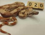 boa imperator IMG VPI Sunglow man, Slang, 0 tot 2 jaar