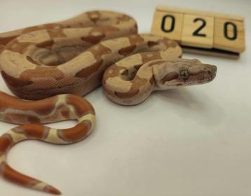 boa imperator IMG VPI Sunglow man beschikbaar voor biedingen