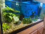 Te koop 200l aquarium met vissen, Dieren en Toebehoren, Vissen | Aquaria en Toebehoren, Ophalen, Zo goed als nieuw, Gevuld zoetwateraquarium