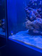 Leuke gezonde actieve juffers vis, Vis