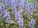 Ajuga reptans/Kruipend zenegroen, bodembedekker, Bodembedekkers, Vaste plant, Ophalen of Verzenden, Halfschaduw