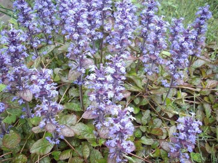 Ajuga reptans/Kruipend zenegroen, bodembedekker, Tuin en Terras, Planten | Tuinplanten, Vaste plant, Bodembedekkers, Halfschaduw