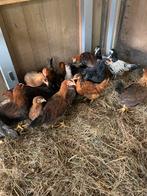 Jonge leghennen wyandotte, cream legbar, lakenvelder, Dieren en Toebehoren, Pluimvee, Vrouwelijk, Kip