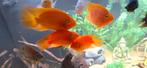 4 mooie parrots chiclids, Dieren en Toebehoren, Vissen | Aquariumvissen, Vis, Zoetwatervis