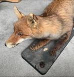 Opgezette vos taxidermie, Ophalen of Verzenden, Zo goed als nieuw, Wild dier, Opgezet dier