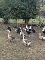 Afrikaanse knobbelgans man, Dieren en Toebehoren, Mannelijk, Eend