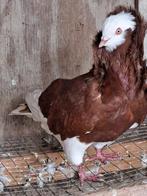 Kapucijner duiven, Dieren en Toebehoren, Vogels | Duiven, Mannelijk, Overige soorten