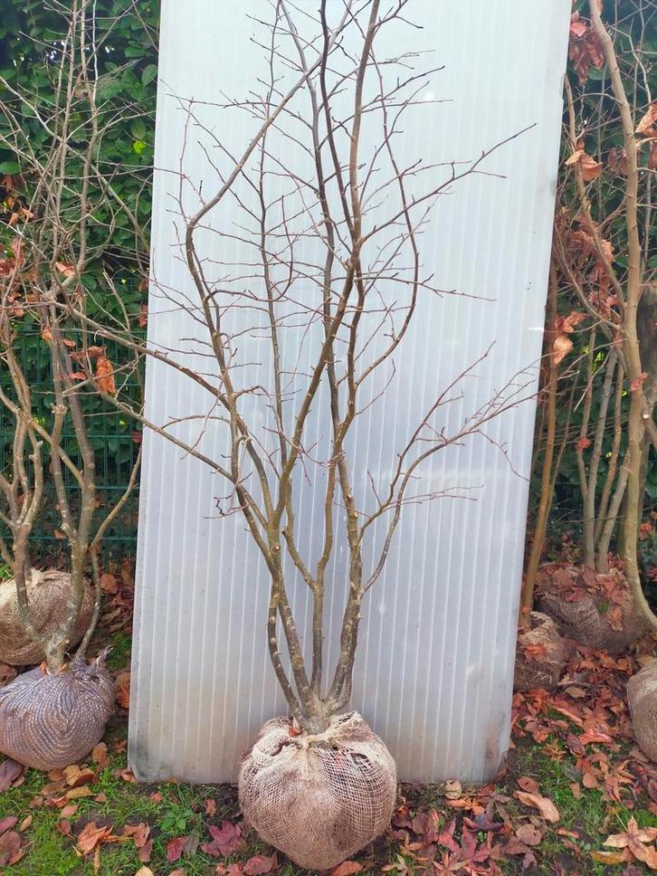 Parrotia persica 'Vanessa', Tuin en Terras, Planten | Bomen, Overige soorten, 100 tot 250 cm, Halfschaduw, Lente, Ophalen