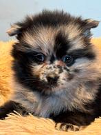 Beeldschone Pomeriaan pups! Diverse kleuren, Nederland, Keeshond, CDV (hondenziekte), 8 tot 15 weken