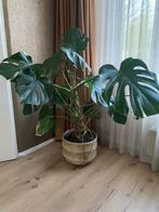 Stoere volwassen Monstera - ca. 100+ cm hoog, Huis en Inrichting, Kamerplanten, Overige soorten, 100 tot 150 cm, Halfschaduw, Ophalen