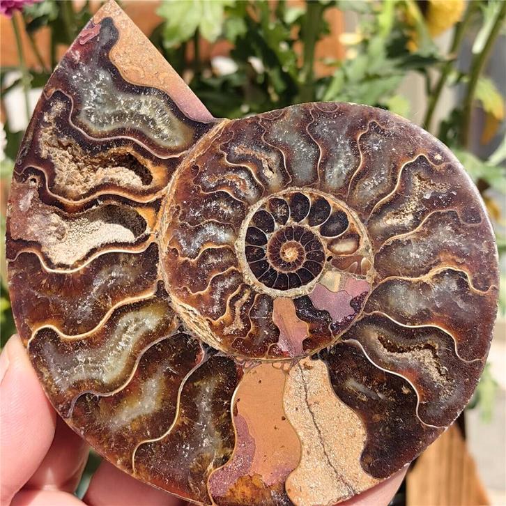 Prachtige gepolijste ammoniet (X2)., Verzamelen, Mineralen en Fossielen, Fossiel, Ophalen of Verzenden