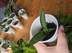 Sansevieria / haworthia soort - vetplant, Huis en Inrichting, Ophalen, Overige soorten, Minder dan 100 cm