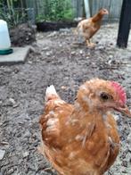 Meerdere lieve Isa Brown hanen kuikens, Dieren en Toebehoren, Mannelijk, Kip