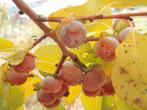 Kaki bijzondere fruitboom met heerlijke vruchten, Ophalen, Overige soorten, In pot, 100 tot 250 cm