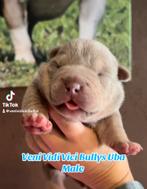 💎💎Pocket en micro American bully pups tricolor 💎💎, Dieren en Toebehoren, Honden | Bulldogs, Pinschers en Molossers, 8 tot 15 weken
