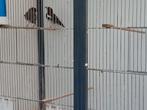 Koppel kastanjekoplijsters, Dieren en Toebehoren, Vogels | Overige Vogels, Meerdere dieren, Tropenvogel, Geringd