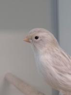 Kanaries opaal en opaal geel mozaiek, Dieren en Toebehoren, Vogels | Kanaries, Meerdere dieren, Kleurkanarie