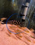 Aquariumvissen, Dieren en Toebehoren, Vis