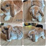 Hangoor konijntjes, Meerdere dieren, Middelgroot, Hangoor, 0 tot 2 jaar