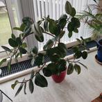 Ficus gratis!, Ophalen, Ficus, 100 tot 150 cm, Halfschaduw