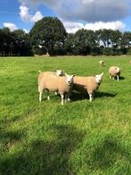 Mooie Texelaar stamboek dekrammen, Dieren en Toebehoren, Schapen, Geiten en Varkens, Mannelijk, Schaap