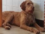 Vizsla draadhaarpups met FCI stamboom te reserveren, Dieren en Toebehoren, Honden | Setters en Staande honden, België, Particulier