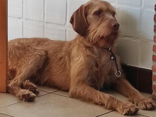 Vizsla draadhaarpups met FCI stamboom te reserveren, Dieren en Toebehoren, Honden | Setters en Staande honden, Meerdere dieren