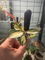 Hoya carnosa tricolor, Ophalen of Verzenden, Overige soorten, Minder dan 100 cm