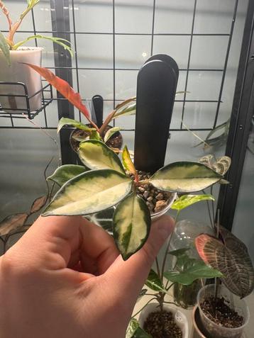 Hoya carnosa tricolor beschikbaar voor biedingen