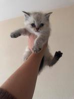 BRITSE KORTHAAR SILVER SHADED 1 OVER, Dieren en Toebehoren, Katten en Kittens | Raskatten | Korthaar, Meerdere dieren