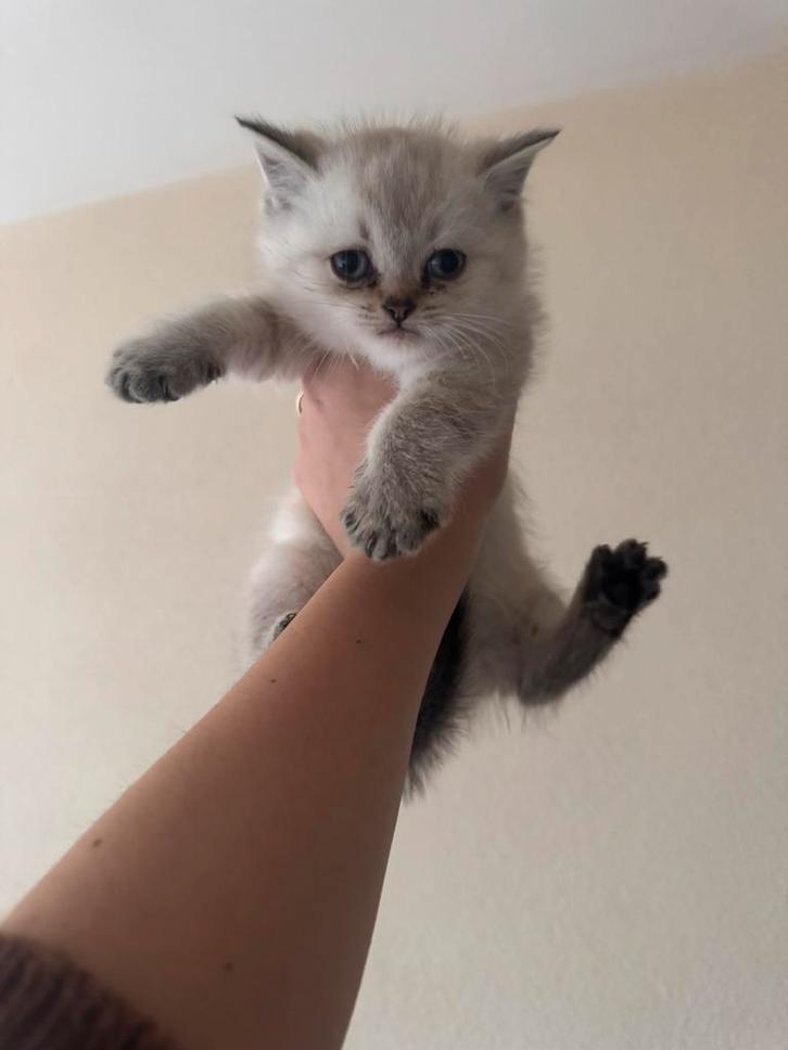 BRITSE KORTHAAR SILVER SHADED 1 OVER, Dieren en Toebehoren, Katten en Kittens | Raskatten | Korthaar, Meerdere dieren