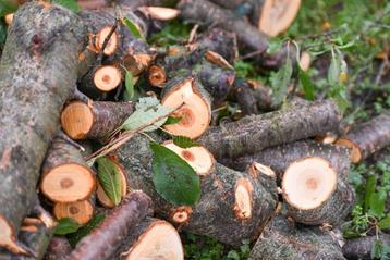 Gevraagd: hout voor Houtdraaien  beschikbaar voor biedingen