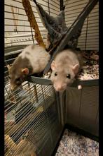 Rex ratten inclusief kooi, Dieren en Toebehoren, Rat, Maart, Vrouwelijk, Tam