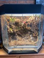 Dutch Rana Palludarium 80x80x50, Dieren en Toebehoren, Reptielen en Amfibieën | Toebehoren, Ophalen of Verzenden, Gebruikt