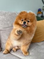 Pomeriaan dekreu (niet te koop)!, Fokker | Hobbymatig, Buitenland, Eén hond, 3 tot 5 jaar
