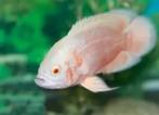 pauwoog albino tiger 4-6 cm €12,50, Dieren en Toebehoren, Vissen | Aquariumvissen, Vis, Zoetwatervis