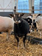 Ruwe wol, Ophalen of Verzenden, Nieuw, Spinwol