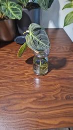 philodendron melanochrysum, Ophalen, Overige soorten, Halfschaduw, Minder dan 100 cm