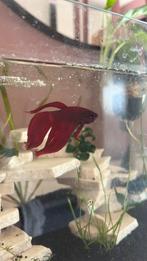 Kempvis man (betta), Dieren en Toebehoren, Vissen | Aquariumvissen, Vis, Zoetwatervis