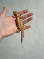 Bold bell luipaardgekko vrouw, Dieren en Toebehoren, Reptielen en Amfibieën, Hagedis, Tam, 0 tot 2 jaar