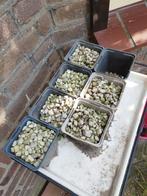Perliet (voor kamerplanten) - GRATIS OPHALEN, Tuin en Terras, Grind, Keien en Split, Ophalen of Verzenden, Zo goed als nieuw, Overige materialen