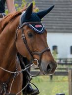 Anatomisch Antares Trenshoofdstel Précision Y-neusriem, Dieren en Toebehoren, Ophalen of Verzenden, Zo goed als nieuw, Dressuur