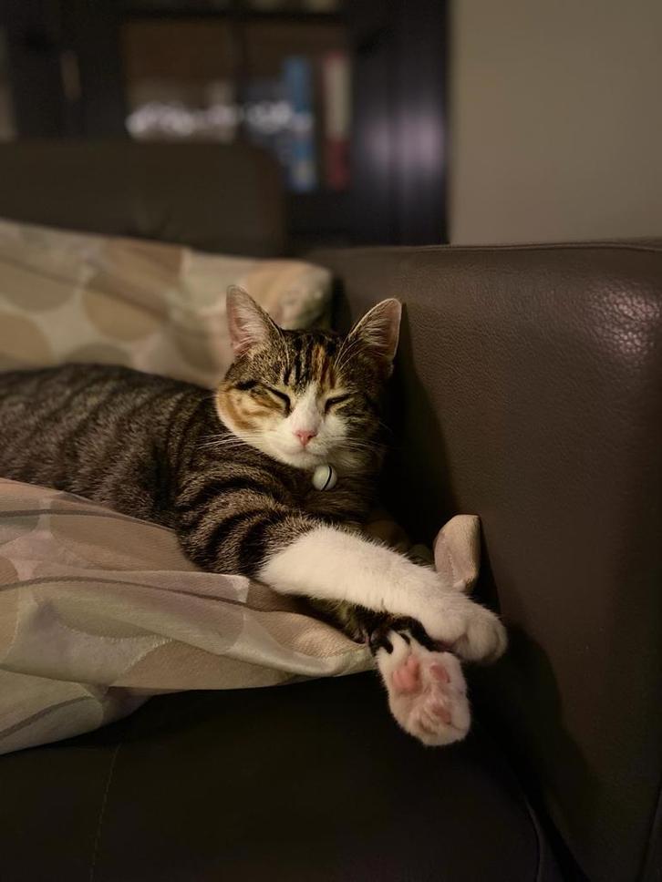 Gecastreerde kater en gesteriliseerde poes, Dieren en Toebehoren, Katten en Kittens | Raskatten | Korthaar, Meerdere dieren, Gechipt