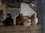 Toom met 3 krielen en 1 haan, Dieren en Toebehoren, Pluimvee, Meerdere dieren, Kip