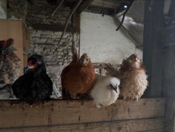 Toom met 3 krielen en 1 haan beschikbaar voor biedingen